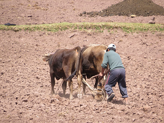 puno copa 2